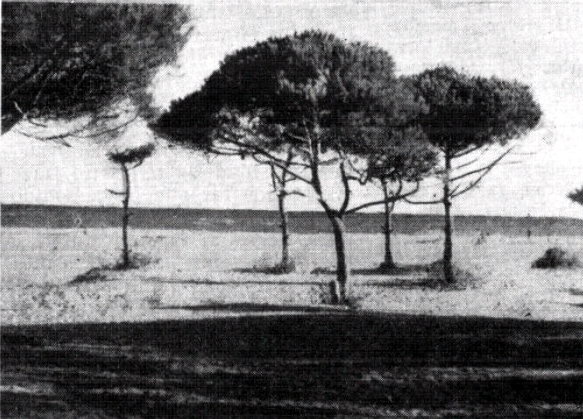 Imatge de la platja de Gav� Mar publicada en el n�mero 3 de la publicaci� municipal 'El Bruguers' (1958)